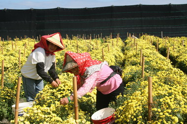 2007活力健康 台東溫泉祭(圖)