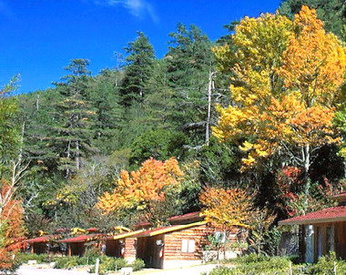 中縣武陵農場楓葉紅(圖)