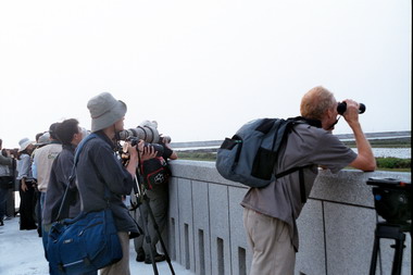媒體鰲鼓濕地賞鳥驚呼連連(圖)