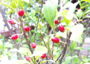 警察局將籌劃專屬網站辨識古柯樹(圖)