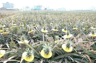 嘉義縣鳳梨優良品質有口皆碑(圖)