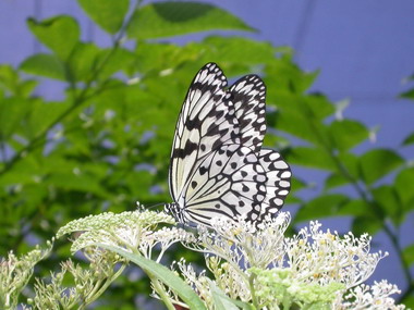 特有生物研究保育中心保育教育館(圖)