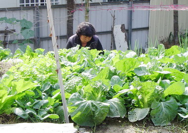防空洞蛻變成有機菜園(圖)