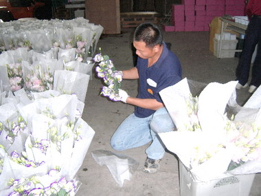 洋桔梗成功取代菊花  外銷日本市場(圖)