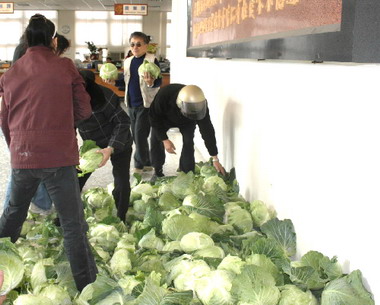 鹿港鎮公所買高麗菜民眾(圖)