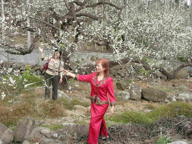 信義鄉農會的踏雪尋梅(圖)