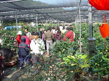 2007新竹茶花季持續至明年二月底為止(圖)