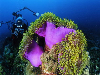 綠島海底生態第三屆珊瑚礁生物之美攝影比賽(圖)