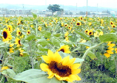 向日葵隨風搖曳美不勝收(圖)