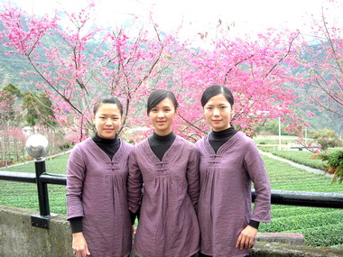 草坪頭茶園成為觀光好去處(圖)