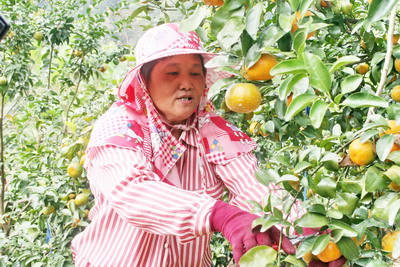 吳敦義促銷讓珍珠柑起死回升(圖)