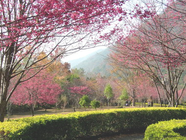 奧萬大櫻花季熱鬧開鑼(圖)