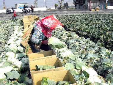 氣溫回暖穩定菜價一度下跌(圖)