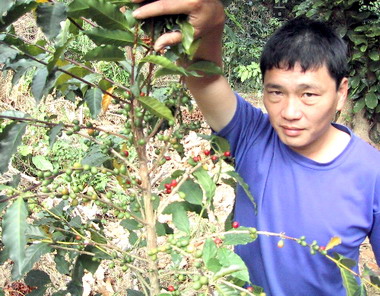 八卦山生產獨家咖啡(圖)