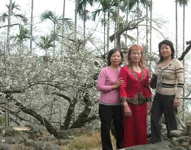 風櫃斗雪白花朵滿枝頭(圖)