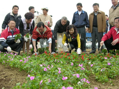 縣府妝點門面 在國道交流道及省道遍植草花(圖)
