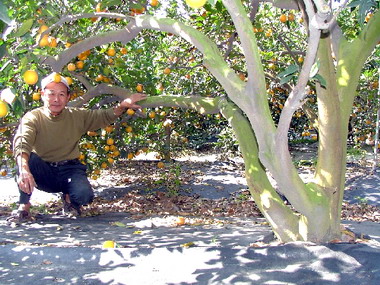 ６０年老欉柳丁樹最受消費者青睞(圖)