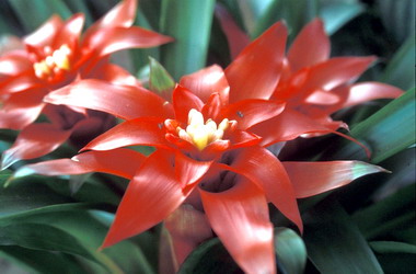 自然科學博物館辦鳳梨科植物特展(圖)