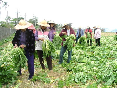 雪裡紅成熟期一片綠意盎然(圖)
