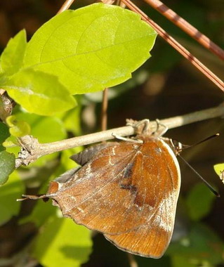 冬型異灰蝶現芳蹤中山林園區稀客(圖)