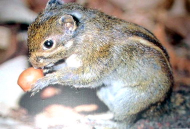 保育中心舉辦鼠類特展(圖)