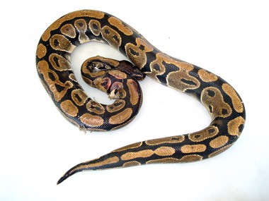 埔里消防分隊捕捉罕見球蟒(圖)