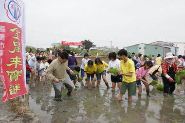 興嘉國小辦理學童種稻體驗活動(圖)