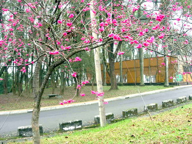 水里二坪山晚熟櫻花正綻放美麗(圖)