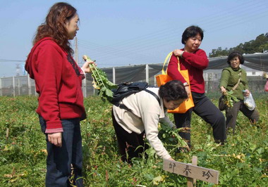 頭屋蘿蔔節希望能夠拔出一個「好采頭」(圖)