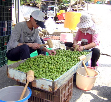 水里上安村脆梅DIY(圖)