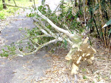 集集警分局查獲竊樹竊嫌(圖)