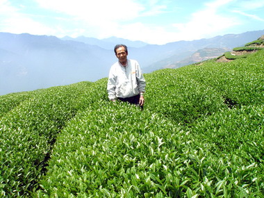 仁愛「巒韻茶」躍上百大精品之列(圖)