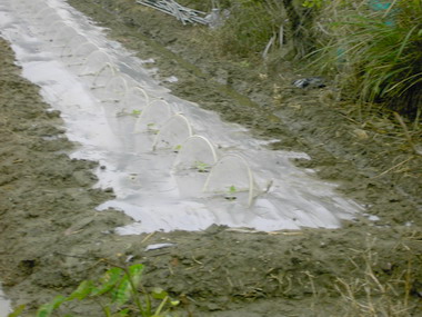 替西瓜穿上特製防護罩(圖)