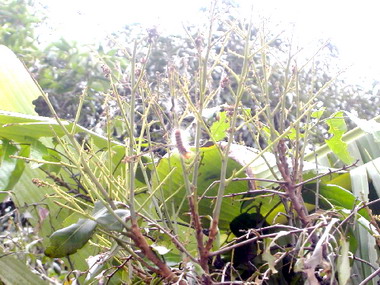 農改場：黑角舞蛾幼蟲陸續孵化果農注意(圖)