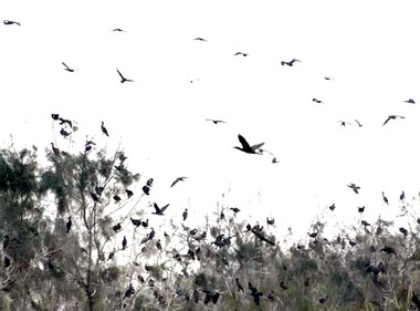 數以千計鸕鶿過境成為金門壯觀場面(圖)