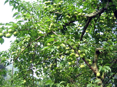 南投梅子節５日開跑預計吸引大批人潮(圖)