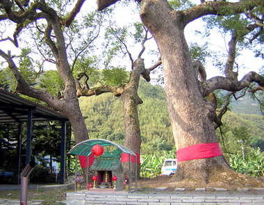 水里永興社區大樟樹列入珍貴老樹(圖)