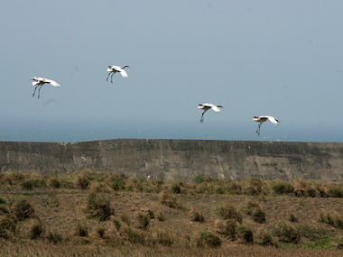 丹頂鶴落腳淡海 健康良好 縣長欣慰(圖)