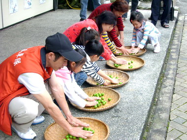 信義青梅採收期提供採梅體驗活動(圖)