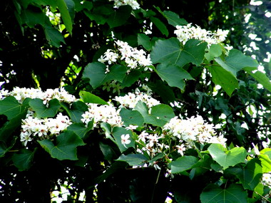 2008桐花祭記者會在中寮鄉舉行(圖)