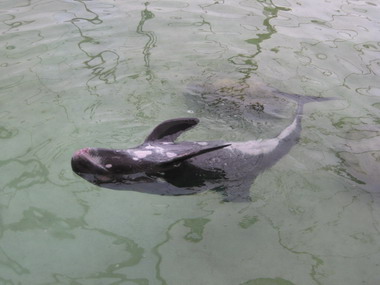 野生動物救援—小虎鯨救援第17天(圖)