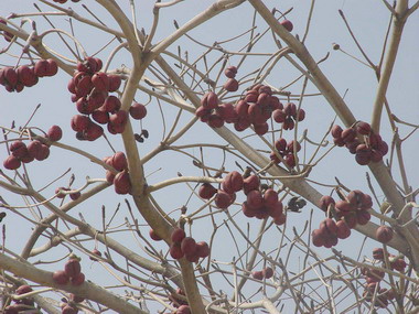 港坪運動公園掌葉蘋婆結果了(圖)