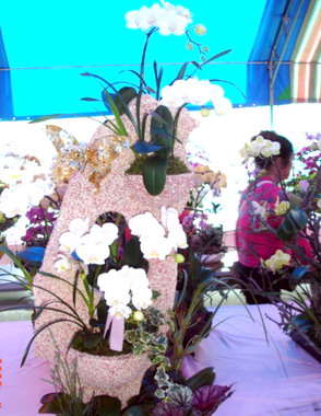 全國蘭花大展即日起在大里市農會展出(圖)