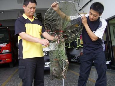 獼猴入侵民宅，警消誘捕(圖)