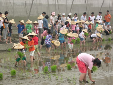 來自全省各地小朋友體驗農民種稻辛勞(圖)