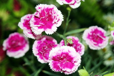 溫馨五月天 康乃馨應景又高尚(圖)