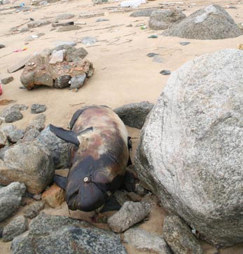 又見海豚擱淺死亡(圖)