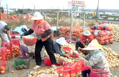 國產洋蔥健康營養民眾多食用(圖)