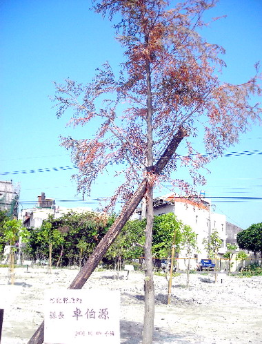 卓伯源種植肖楠因水土不服枯死(圖)