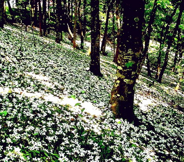 桐花祭將於19日展開(圖)